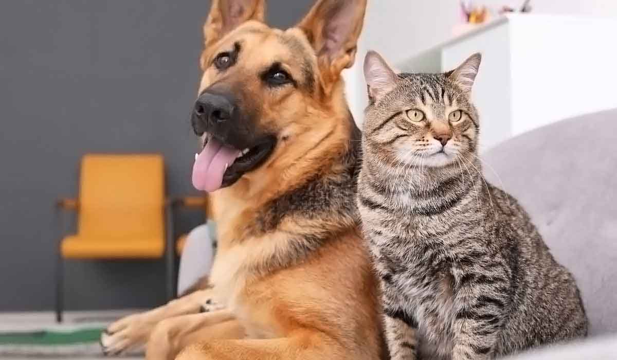 免费ddos压力测试平台