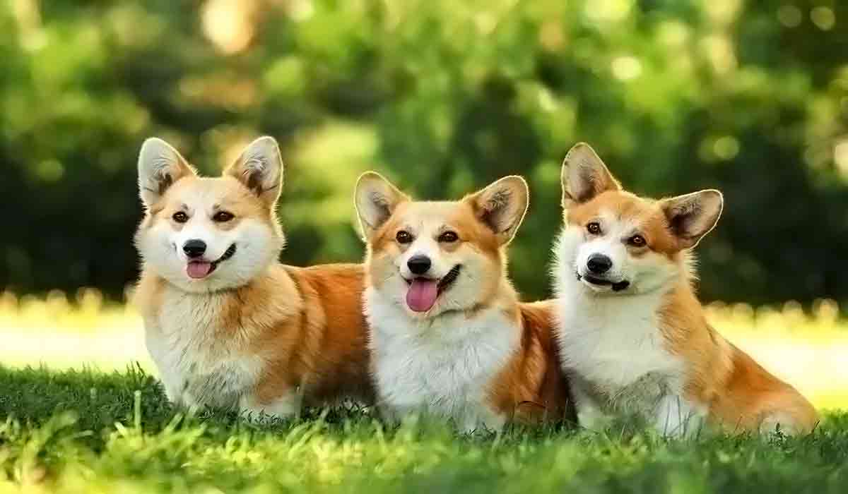 ddos攻击测试工具