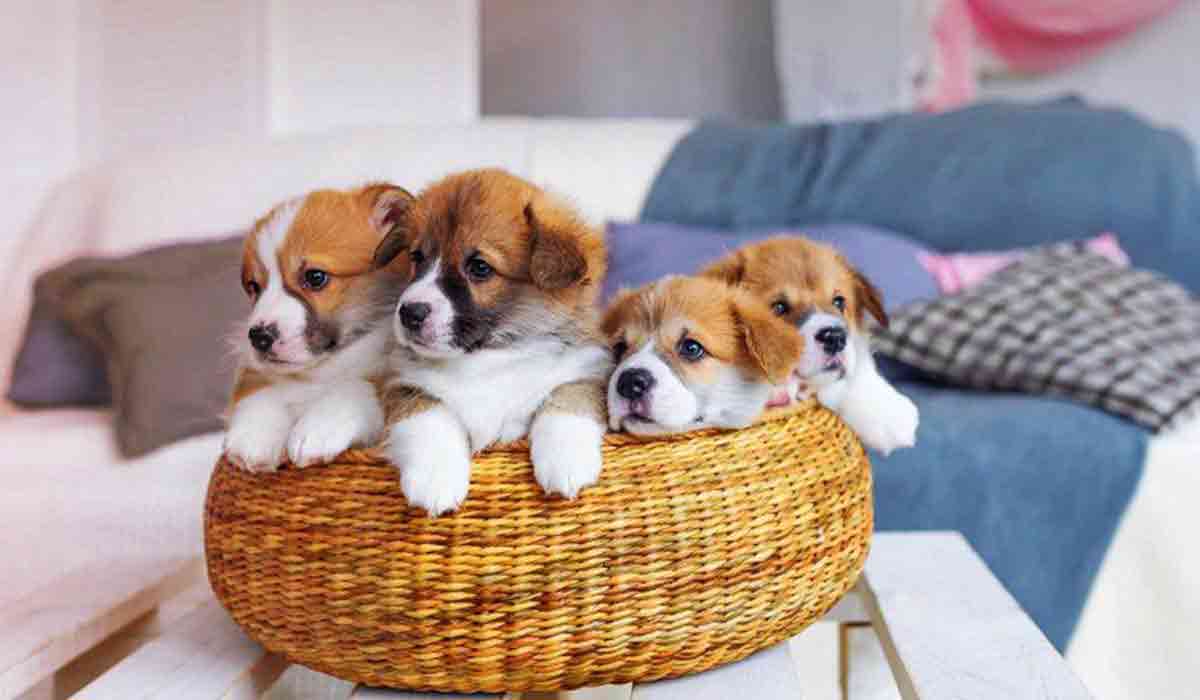 ddos攻击测试工具