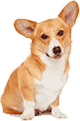 DDOS压力测试网页端