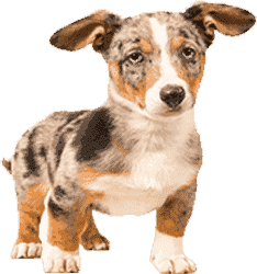 免费ddos压力测试平台